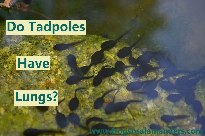 Do tadpoles have lungs?