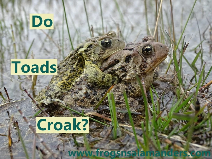 Do toads croak?