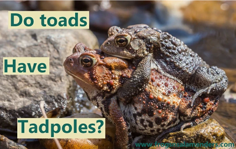 Do toads have tadpoles?