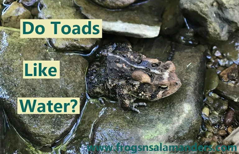 Do toads like water?