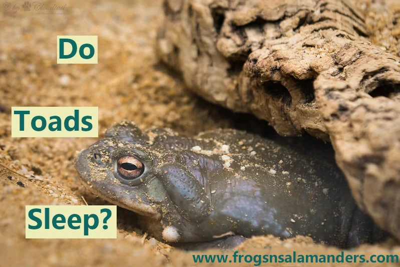 Do toads sleep?