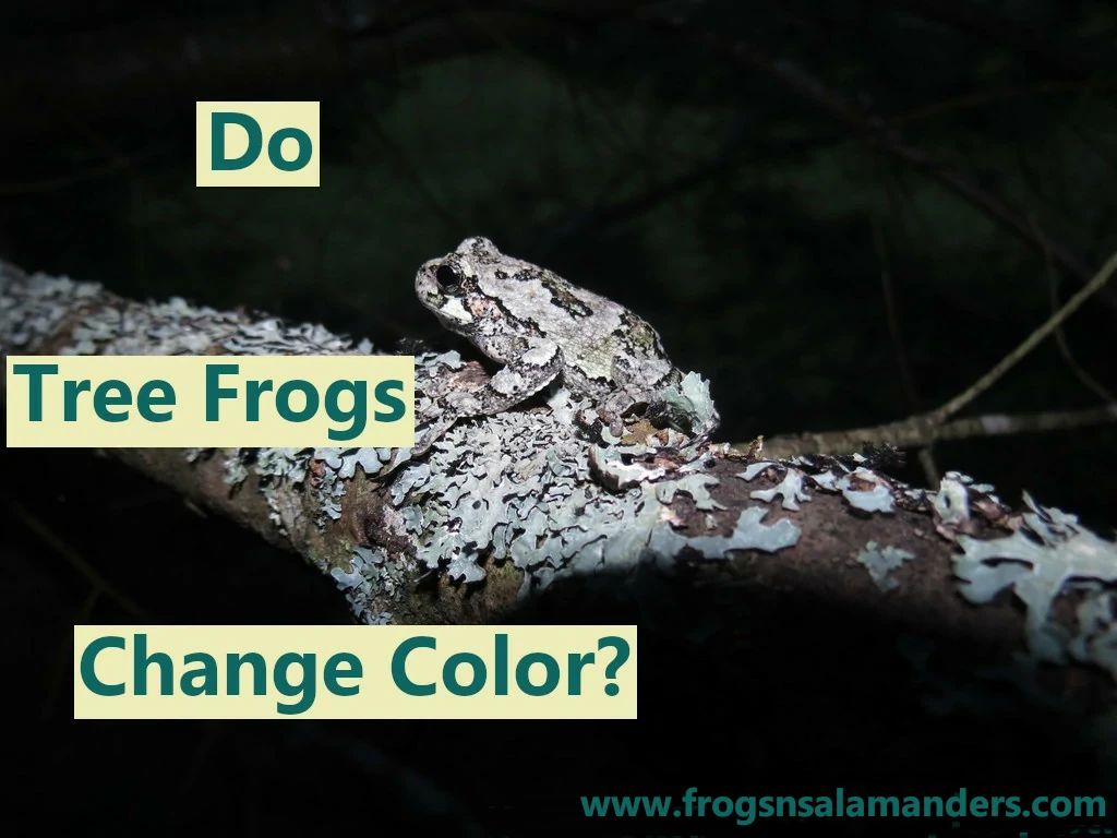 Do tree frogs change color?