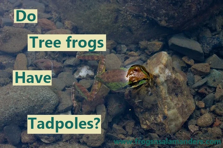 Do tree frogs have tadpoles?