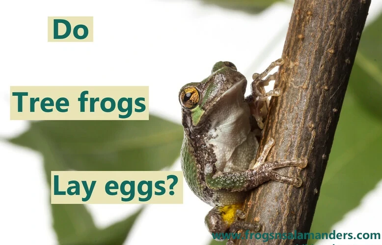 Do tree frogs lay eggs?