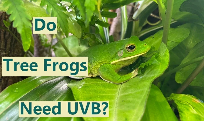 Do tree frogs need UVB?