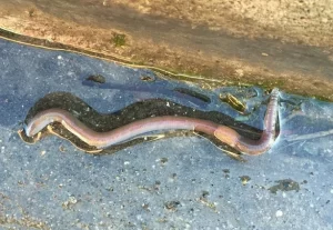 Earthworm on a wet pavement after rain