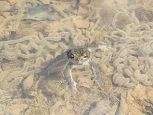 Eastern American toad with its eggs