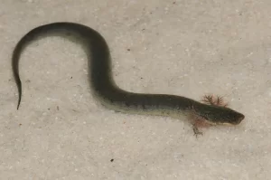 Eastern lesser siren