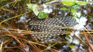 Eastern narrow mouthed toad egg mass