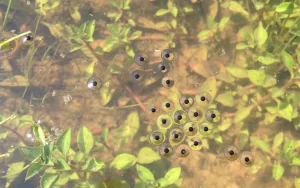 Eastern narrow mouthed toad eggs