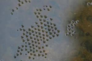 Eastern narrow mouthed toad eggs