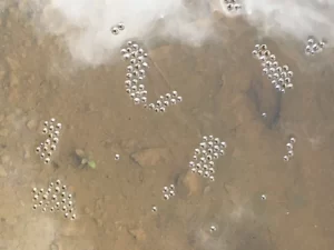 Eastern narrow mouthed toad eggs floating on the water