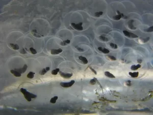 Eastern newt eggs