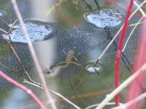 Eastern newt preying on wood frog eggs