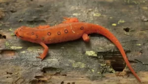 Eastern newts are highly toxic in their red eft stage