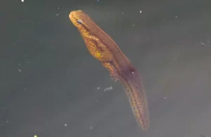 Eastern newts often prey on frog eggs