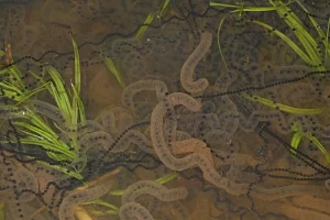 Eggs of American toads