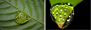 Eggs of arboreal frogs laid on leaves