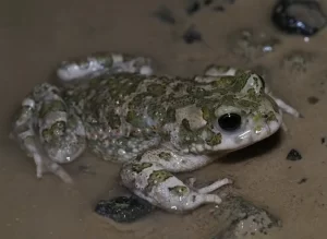 European Green Toad