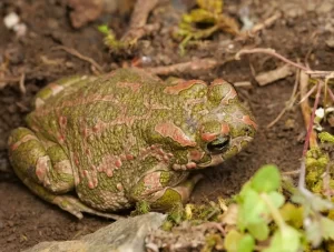 European Green Toad Bufotes viridis on a brown background