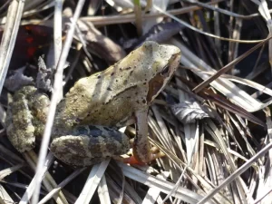 European common frog