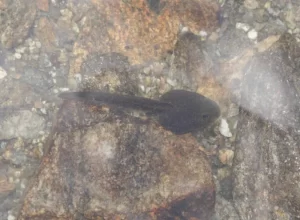 European common frog tadpole top view