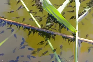 European common toad tadpoles