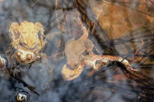 European common toads mating and laying eggs