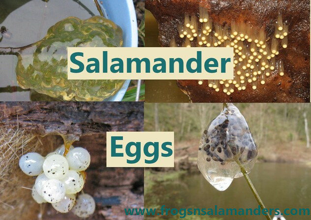 Everything to Know about Salamander eggs