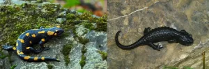 Fire, and alpine salamanders give live birth