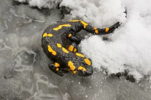 Fire salamander on ice