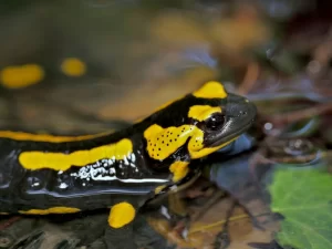 Fire salamander with large parotid glands behind it eyes