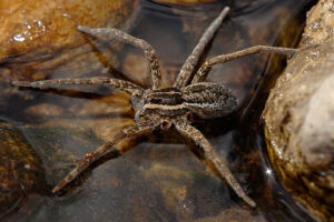 Fishing spider with 2 of its legs missing