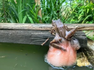 Four lined tree frog laying eggs in foam nest