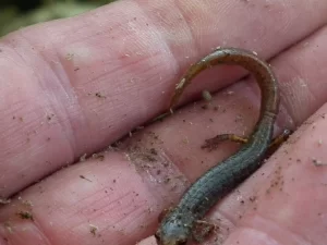 Four toed salamander