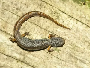 Four toed salamander on a log