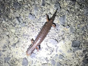 Four toed salamander with partially regrown tail