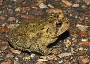 Fowlers toad on the ground