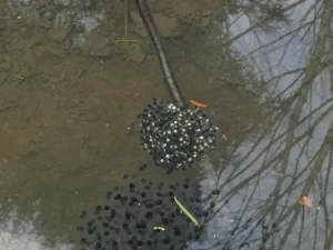 A good way to tell frog and toad eggs apart is to learn how to identify the eggs of individual frog and toad species. Here’s how you can identify the eggs of 6 frog species: 1. Wood Frog (Lithobates sylvaticus) Wood frog lay their eggs in clusters, attached to twigs or vegetation, just below the surface of the water. If the pool has lots of emergent vegetation, eggs are often laid in open areas that receive lots of sunlight. Freshly laid wood frog egg masses are dense and are roughly the size of a golf ball. Over time, the eggs absorb water and swell to their true size, which is usually roughly the size of a softball. Wood frog egg mass that has absorbed water and reached its maximum size. Each Wood frog egg mass can have anywhere from 500, to as many as 2,000 eggs. A single Wood frog can lay 1,000, to 3,000 eggs in a breeding season. The embryos in the eggs are black on top and white on the bottom, but as the embryos develop into tadpoles, the white is lost. Wood frogs often lay their egg masses communally, so it’s common to find large rafts of wood frog egg masses, containing many layers of masses on top of one another. Communally laid wood frog egg masses. Photo by: David LeGros (CC BY-NC 4.0) Over a short time, wood frog egg masses may become colonized by symbiotic algae, giving them a greenish coloration. Wood frog egg mass colonized by algae. Photo by: Chuck Cantley (CC BY-NC 4.0) The eggs hatch in 9 to 30 days, depending on the ambient temperatures. 2. Northern Leopard Frog (Lithobates pipiens) Like wood frogs, Leopard frogs lay their eggs masses are laid in areas of the pool that receive lots of sunlight. Leopard frog egg masses are typically firm and globular and are about the same size as those of the Wood frog. Photo by: Ashley (CC BY-NC 4.0 DEED) The only difference is that they are much denser (more tightly packed) and contain more eggs - usually 2,000-3,000 eggs per egg mass, but a single egg mass can have up to 6,500 eggs. Photo by: Kit Muma (CC BY-NC 4.0 DEED) In addition, the layer of clear jelly that surrounds the yolk is much thinner than in wood frog eggs. Since the egg masses are more tightly packed, the layer of clear jelly that surrounds each embryo is much thinner than in Wood frog eggs. Photo by: mccrea (CC BY-NC 4.0 DEED) This results in individual Leopard frog eggs being much smaller than those of the Wood frog. Since Leopard frog eggs have a very thin layer of jelly, they do not appear as clear as Wood frog eggs. Rather, they are black on top and white on the bottom. Photo by: Jean-Marc Vallières (CC BY-NC 4.0 DEED) Northern leopard frog eggs take about 7 to 17 days to hatch, depending on the ambient temperatures. The eggs of Pickerel frogs (Lithobates palustris) are almost identical to those of Leopard frogs. The main difference is that rather than being black on top and white on the bottom, Pickerel frog eggs are brown on the top and a cream-ish yellow on the bottom. 3. Gray Tree Frog (Dryophytes versicolor) Gray tree frogs lay their eggs in small packets of 10 - 40 eggs on the surface of the water. Photo by: Julia CC BY-NC 4.0 DEED A single Gray tree frog can lay 1,000 to as many as 2,000 eggs in a breeding season. Oftentimes, the egg masses are generally really close to, or loosely attached to debris, branches, or emergent vegetation Each egg is dark brown on the top and a yellowish cream color on the bottom, and is surrounded by a protective gelatinous mass. As the embryos develop, Gray tree egg masses will deteriorate and flatten to the point where individual eggs are no longer identifiable from the rest of the floating raft. Photo by: Greg Meredith CC BY-NC 4.0 DEED Gray tree frog eggs take about 3 to 7 days to hatch, depending on the ambient temperatures. 4. American Bullfrog (Lithobates catesbeianus) Unlike most frogs, American bullfrogs do not lay eggs in tight masses. Rather, their eggs are laid in a loose mass draped on underwater plants, slightly below the water’s surface. After about a day, the egg cluster floats to the water surface and flattens out into a giant thin sheet, only about one or two eggs thick. Photo by: Sam McNally (CC BY-NC 4.0 DEED) Photo by: sweiser (CC BY-NC 4.0 DEED) Photo by: Connor Keeney (CC BY-NC 4.0 DEED) Each egg mass can have anywhere from 12,000, to as many as 20,000 eggs. The eggs take about 3 to 5 days to hatch, depending on the ambient temperatures. The eggs of the Green frog (Lithobates clamitans) are nearly identical to those of the American bullfrog. The main difference is that American bullfrog egg masses are much larger (over 3ft in diameter) and have 12, 000 to 20, 000 eggs each, while Green frog egg masses are smaller and only have 1,000 to 7,000 eggs. 5. Spring Peeper (Pseudacris crucifer) Unlike many frogs which lay their eggs in masses, Spring peepers lay their eggs singly or in clumps of two or three. Photo by: rndonley The eggs are attached to submerged vegetation or debris, just below the surface of the water. A single Spring peeper can lay anywhere from 900 to 1,000 eggs each breeding season. Spring peeper eggs are very small and can be hard to see when laid singly. Photo by: (Helen A. Czech) CC BY-NC 4.0 DEED Each egg has a yellowish-cream color and is surrounded by a protective gelatinous mass. Photo by: Reni.Akande, CC BY-SA 4.0 The eggs take about 4 to 15 days to hatch, depending on the ambient temperatures. 6. European Common Frog (Rana temporaria) European common frogs lay their eggs in clusters, attached to twigs or vegetation, just below the surface of the water. Each egg mass can have 500, to as many as 2,000 eggs. Individual eggs are black and have black embryos (that appear as black dots at the center), surrounded by a clear jelly capsule about 1 cm across. The eggs take about 14 to 28 days to hatch, depending on the ambient temperatures. Deposit ‘rafts’ of spawn, often containing up to 2000 eggs. Each small black egg is surrounded by a clear jelly capsule around 1 cm across.