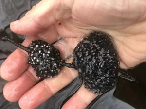 Freshly laid wood frog egg mass with densely packed eggs