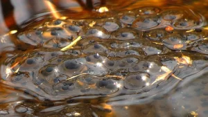 Frog eggs do not have a hard protective shell