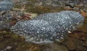 Frog eggs in a puddle of water