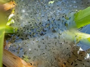 Frog eggs in late stage development