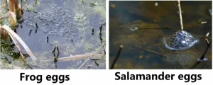 Frog eggs vs Salamander eggs in water