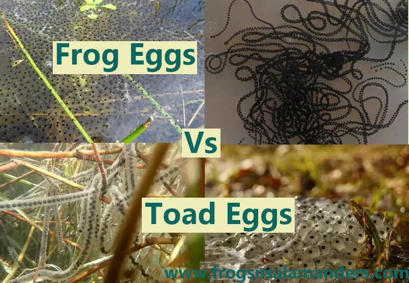 Frog eggs vs toad eggs