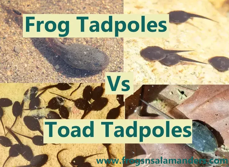 Frog tadpoles vs toad tadpoles