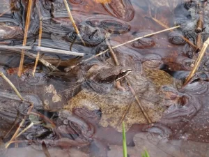 Frogs are near sighted on land, and far sighted in the water