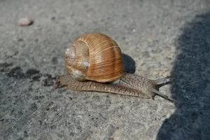 Frogs can eat most snails