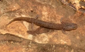 Georgetown Salamander Eurycea Naufragia