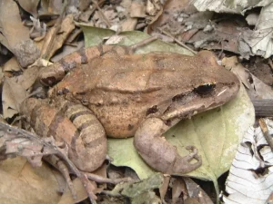 Giant ditch frog Leptodactylus fallax